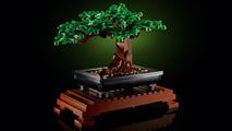 ALBERO BONSAI