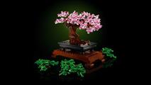 ALBERO BONSAI